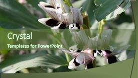  Presentation with broad - Slides featuring broad bean flower background and a tawny brown colored foreground
