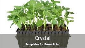  Presentation with develop - PPT theme featuring broad-bean-plants-growing background and a dark gray colored foreground