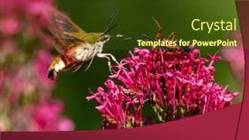  Presentation with broad - Slides with broad-bordered-bee-hawk-sphinx background and a tawny brown colored foreground