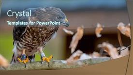  Presentation with hawk - Presentation theme with broad-winged-hawk-buteo-platypterus background and a  colored foreground