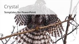  Presentation with broad - PPT layouts consisting of broad-winged-hawk-drying background and a  colored foreground