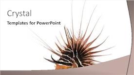  Presentation with high throughput satellite - Beautiful PPT layouts featuring broadbarred-firefish-viewed-from-up backdrop and a white colored foreground