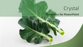  Presentation with fresh green broccoli - Theme featuring broccoli-leaf-isolated-on-neutral background and a seafoam green colored foreground