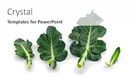  Presentation with fresh green broccoli - PPT layouts consisting of broccoli-leaf-isolated-on-white background and a white colored foreground