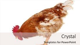  Presentation with animal chicken - Cool new PPT theme with broilers - brown rooster eat cereal grain backdrop and a lemonade colored foreground