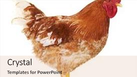  Presentation with animal chicken - Theme enhanced with broilers - brown rooster on white background background and a coral colored foreground