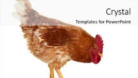  Presentation with foreign object damage - Cool new slide deck with broilers - rooster on white background isolated backdrop and a white colored foreground