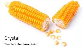  Presentation with corn - PPT theme consisting of young doctor man with syringe against grey background background and a light gray colored foreground