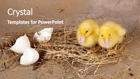  Presentation with eggshells - PPT theme having broken eggshells and yellow duckling background and a  colored foreground