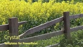  Presentation with rapeseed - Amazing presentation theme having broken-fence-leads-to-field backdrop and a tawny brown colored foreground
