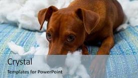  Presentation with hard work - Presentation theme with broken home - naughty playful puppy dog background and a light blue colored foreground