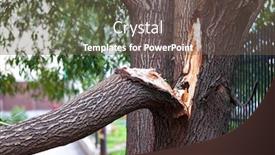  Presentation with old - Presentation design consisting of broken-trunk-of-an-old background and a tawny brown colored foreground