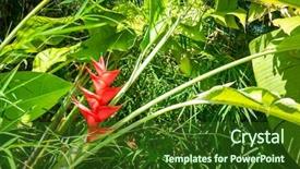  Presentation with colorful flower - Audience pleasing slide deck consisting of bromeliad plant in a lush backdrop and a forest green colored foreground