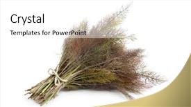  Presentation with fresh water splash green apple isolated white - Cool new theme with bronze fennel on white background backdrop and a  colored foreground