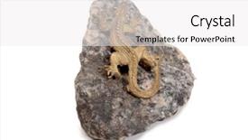  Presentation with kidney stone - Presentation design with bronze lizard on a granite background and a white colored foreground