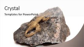  Presentation with granite - Colorful slide set enhanced with bronze lizard on a granite backdrop and a white colored foreground