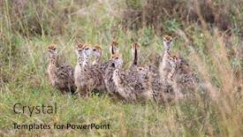  Presentation with chicks - Cool new PPT theme with brood-of-ostrich-chicks-struthio backdrop and a coral colored foreground