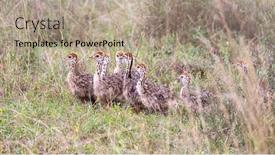  Presentation with chicks - Slides having brood-of-ostrich-chicks-struthio background and a coral colored foreground