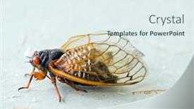  Presentation with insect macro of mosquito aedes - Audience pleasing presentation theme consisting of brood-x-adult-cicada-macro backdrop and a  colored foreground