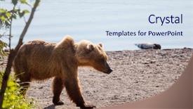  Presentation with brown bear - Cool new PPT theme with brook - brown bear on alaska backdrop and a sky blue colored foreground