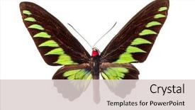  Presentation with butterfly colombia - Cool new theme with pile of juicy ripe pears in a wooden box crate on a white background backdrop and a coral colored foreground