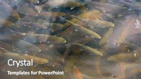  Presentation with water plant - Theme featuring brook - trout swimming in channel background and a tawny brown colored foreground