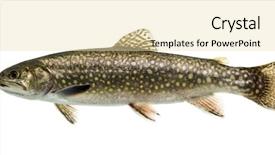  Presentation with trout - Beautiful theme featuring brook trout swimming isolated backdrop and a lemonade colored foreground