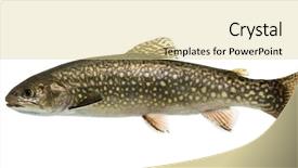  Presentation with trout - Audience pleasing presentation theme consisting of brook trout swimming isolated backdrop and a blonde colored foreground