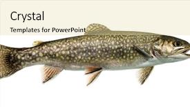  Presentation with trout - Presentation enhanced with brook trout swimming isolated background and a blonde colored foreground