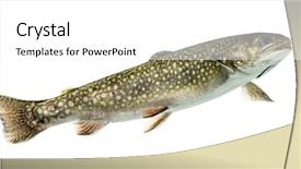  Presentation with trout - PPT theme featuring brook trout swimming isolated background and a white colored foreground