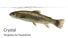  Presentation with under water - Colorful presentation theme enhanced with brook trout swimming under water backdrop and a white colored foreground