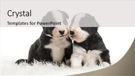  Presentation with old paper rope border - Presentation design consisting of brotherhood - 21 day old crossbreed background and a light gray colored foreground