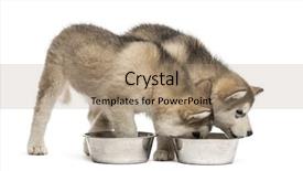  Presentation with alaskan seafood - Theme consisting of brotherhood - alaskan malamute puppies drinking isolated background and a coral colored foreground