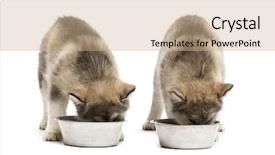  Presentation with alaskan seafood - Amazing PPT layouts having brotherhood - alaskan malamute puppies drinking isolated backdrop and a coral colored foreground