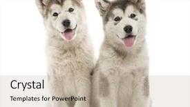  Presentation with white - Slide deck featuring brotherhood - alaskan malamute puppies sitting background and a mint green colored foreground