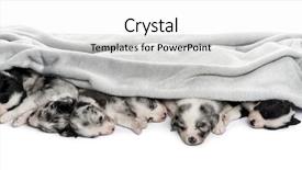  Presentation with row of air conditioners - Audience pleasing slides consisting of brotherhood - group of crossbreed puppies sleeping backdrop and a white colored foreground
