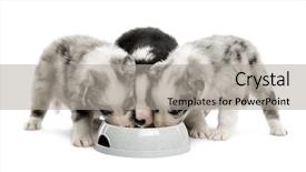  Presentation with group of wildlife crocodile isolated - Cool new theme with brotherhood - group puppies crossbreed drinking isolated backdrop and a light gray colored foreground