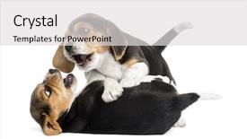  Presentation with two cute sisters playing - PPT theme having brotherhood - two beagle puppies playing together background and a light gray colored foreground
