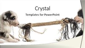  Presentation with rope - Beautiful presentation theme featuring brotherhood - two crossbreed puppies playing backdrop and a white colored foreground