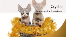  Presentation with blue white and yellow - Beautiful slide set featuring brotherhood - two devon rex kittens backdrop and a light gray colored foreground