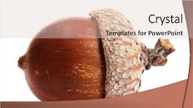  Presentation with brown and white - Colorful PPT layouts enhanced with brown acorn isolated on white backdrop and a lemonade colored foreground