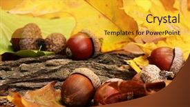 Presentation with close up dumb cane leaves - Cool new presentation design with brown acorns on autumn leaves backdrop and a gold colored foreground