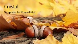  Presentation with autumn leaves - Amazing PPT layouts having brown acorns on autumn leaves backdrop and a yellow colored foreground