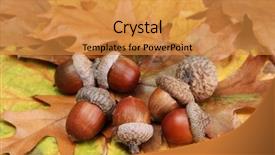  Presentation with autumn leaves - PPT theme with brown acorns on autumn leaves background and a gold colored foreground