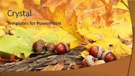  Presentation with close up dumb cane leaves - Amazing theme having brown acorns on autumn leaves backdrop and a gold colored foreground
