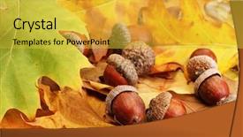  Presentation with autumn - Slide deck consisting of brown acorns on autumn leaves background and a yellow colored foreground