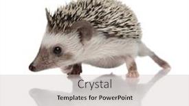  Presentation with brown - PPT layouts consisting of brown-african-hedgehog-curiously-looking background and a light gray colored foreground