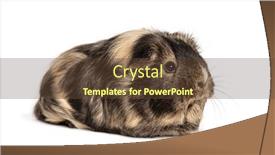  Presentation with guinea pig - PPT theme featuring brown-and-black-guinea-pig background and a tawny brown colored foreground