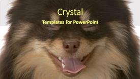 Presentation with tan - Slides enhanced with brown and tan pomeranian puppy - looks like she is laughing background and a wine colored foreground