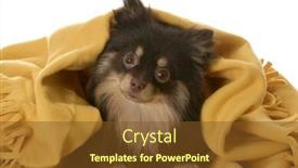  Presentation with tan - Cool new slides with brown and tan pomeranian puppy hiding under yellow blanket backdrop and a tawny brown colored foreground